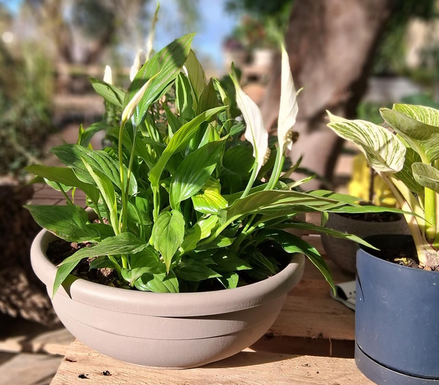 B95 . Spathiphyllum  in ciotola