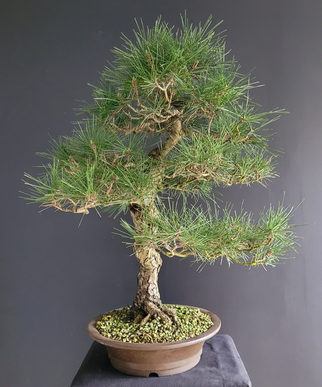 (144) pin noir japonais