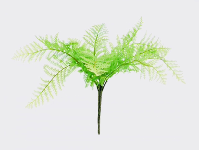 Lady Fern