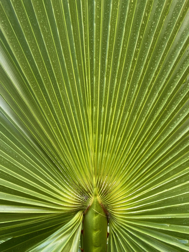 Soin Holistique NIJI