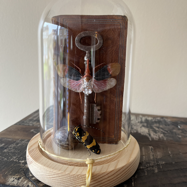 Globe de verre insectes livre ancien