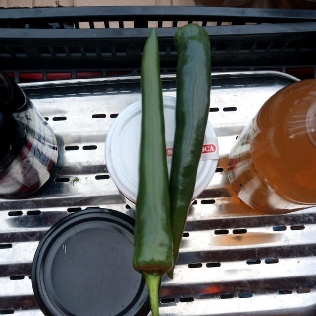 pimiento Chile verde