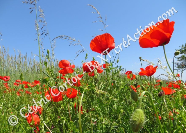 Carte postale - Paysages et divers (Ref IMG_4021)