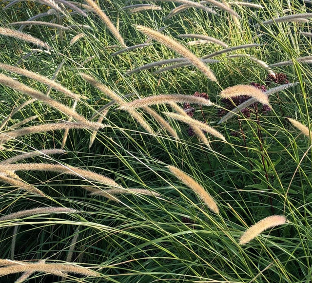 Pennisetum macrourum P9 (0.5l)