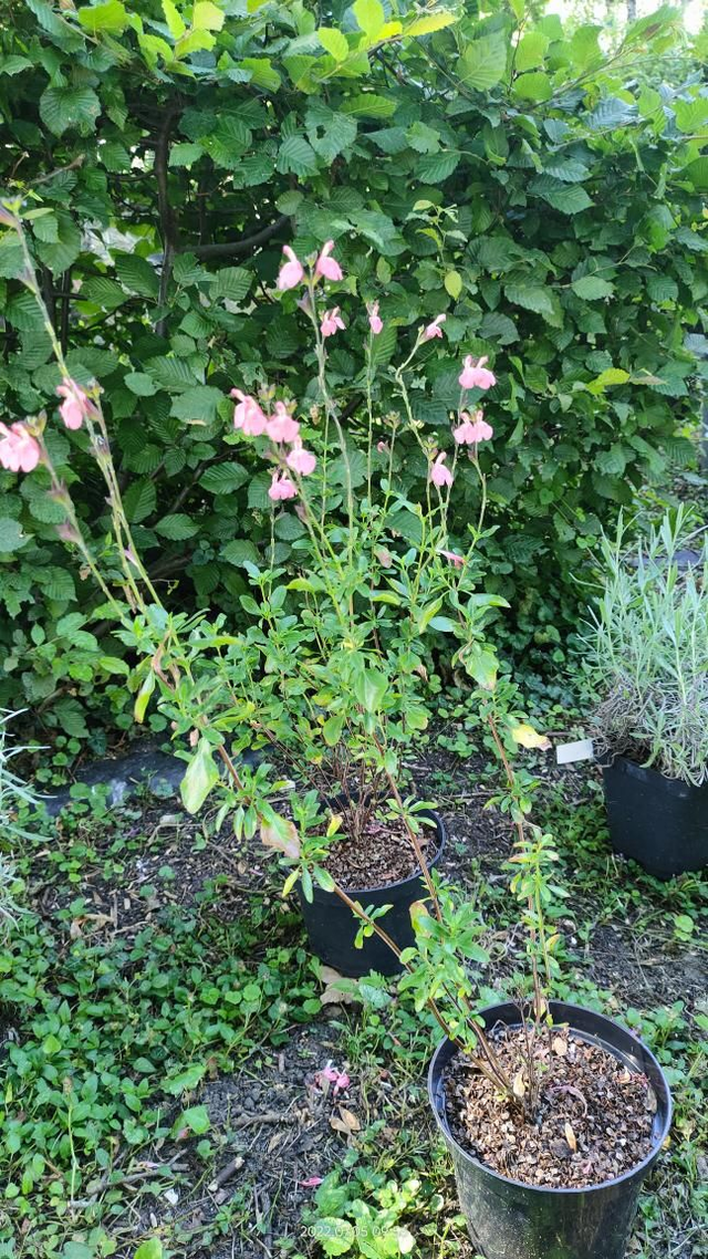 Salvia x jamensis 'Pluenn' - Clt1.5