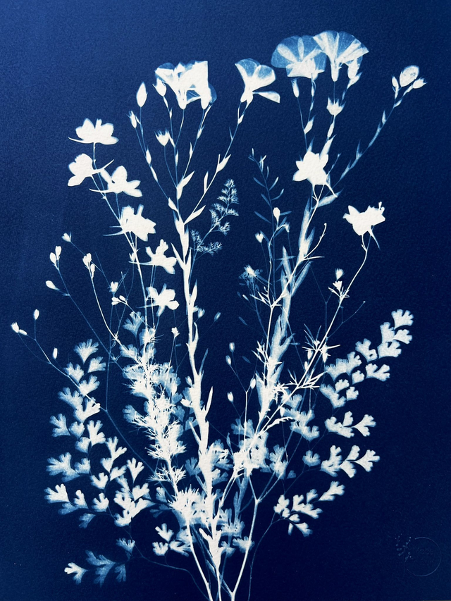 "Cueillette de printemps" Cyanotype original
