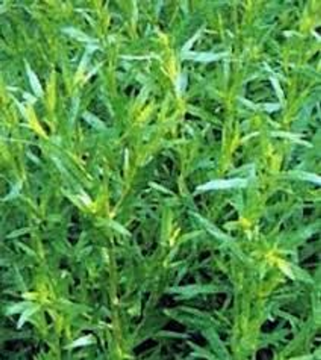 ESTRAGÓN FRANCÉS ARTEMISIA DRACUNCULUS BIO