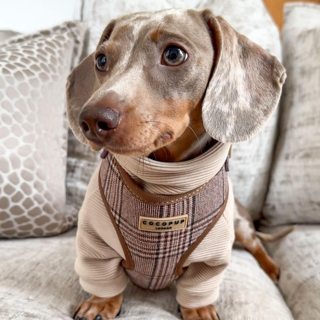 Cocopup plaid Harness
