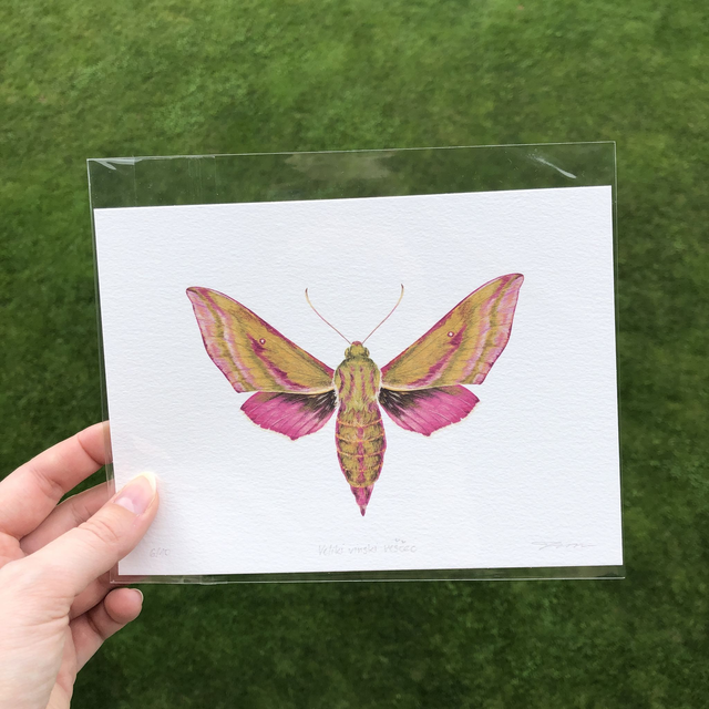 Elephant Hawk Moth (Veliki vinski veščec - Deilephila elpenor