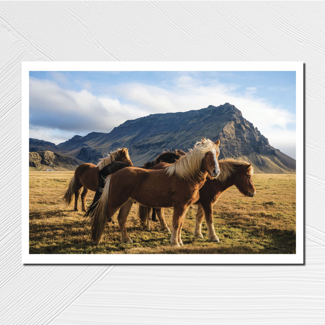 Chevaux islandais - A4