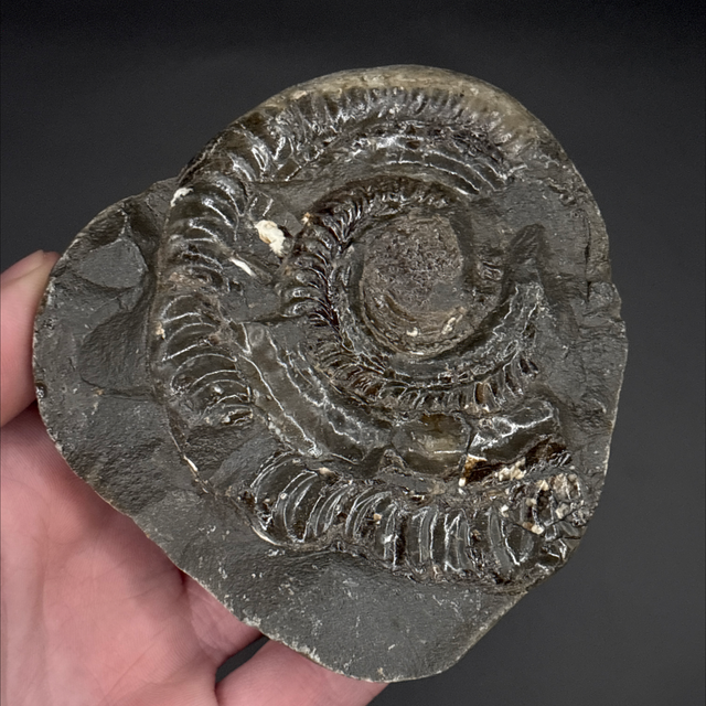 Hildoceras Ammonite 