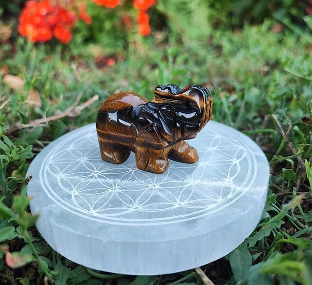 Éléphant Oeil de tigre A