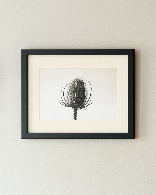 Teasle - Framed Print 15 ¼&quot; x 12 ¼&quot;