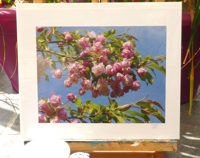 Photographic Open Edition Print, from my "Blossom" collection, "Apple Blossom Shine"
