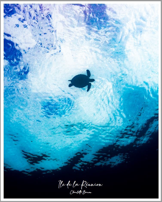 Poster Tortue dans le bleu