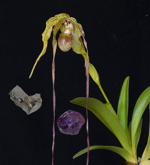 Stairway to Heaven Essence