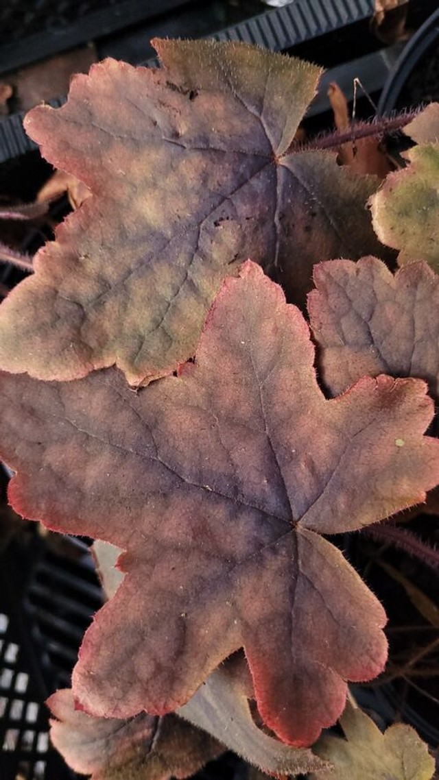 Heucherella 'Art Deco' 1 litre