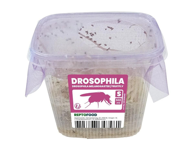 Repto fruitfly small 8715897347481