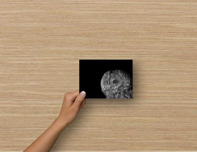 Carte Postale - Chouette Hulotte ( reproduction Aquarelle)