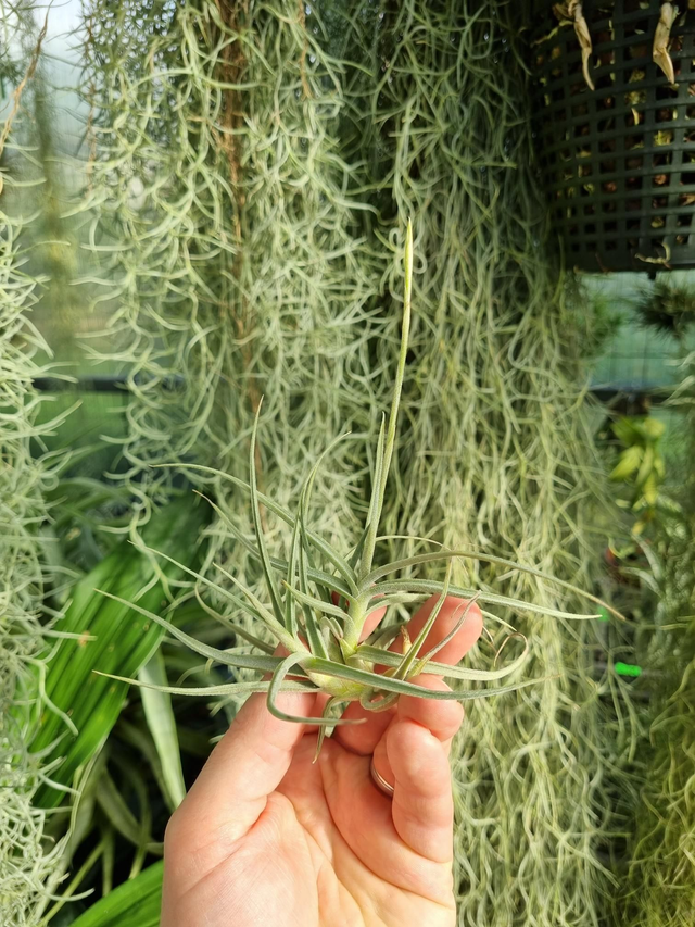Tillandsia caligninosa x mallemontii