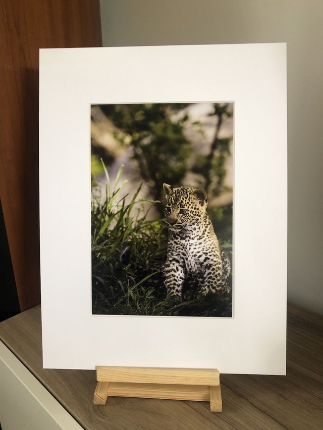 Tirage illimité Bébé Léopard sous passe-partout