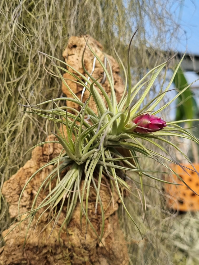 Tillandsia stricta x aeranthos