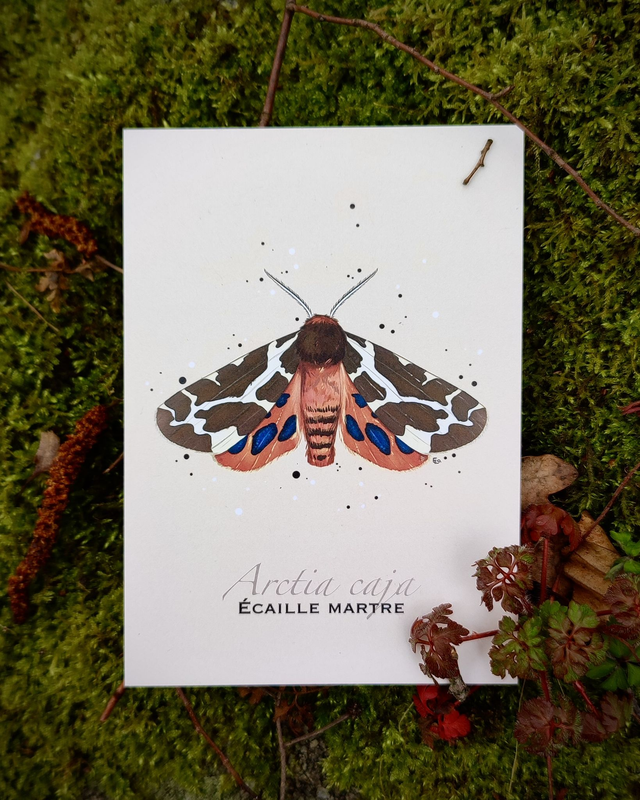 Écaille martre - Carte format A6