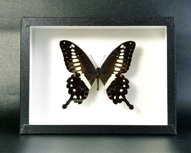 Papilio lormieri