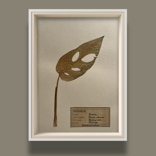 Herbier A5 vintage affiche botanique Monstera Adansonii  