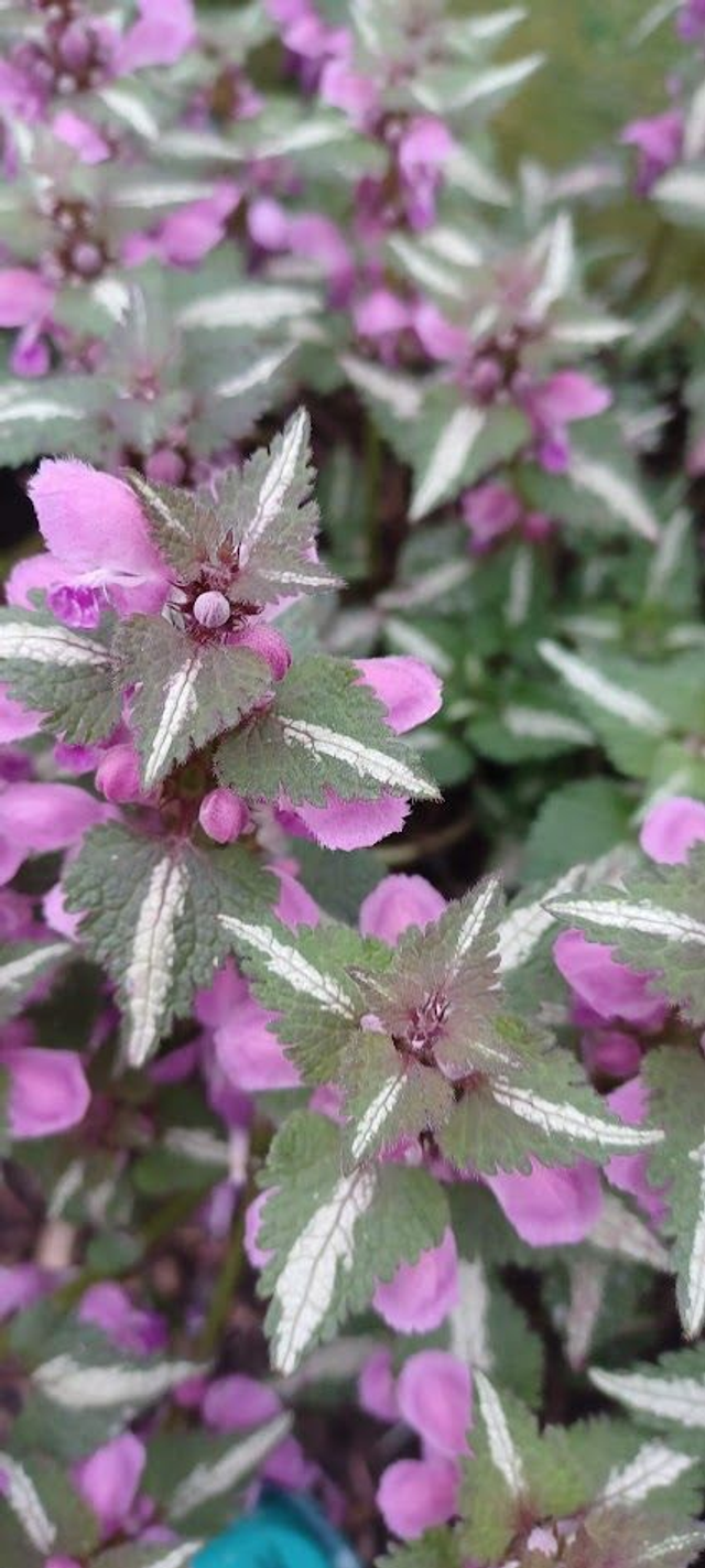 Lamium Dark Pink
