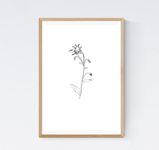 Bourrache, borago officinalis