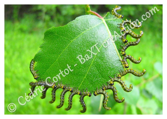 2 - Carte postale - Le petit monde du Vivant (Ref Chn 3)