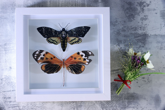 Ethical Entomology: Two Lepidopteras