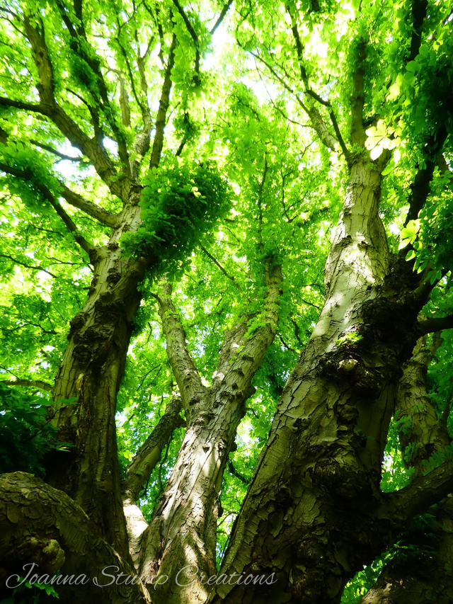 Photographic Open Edition Canvas Panel Print, from my "Woodland" collection, "Pillars of Life"