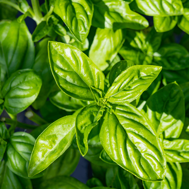 Trio de basilic - air d'été bio 25g