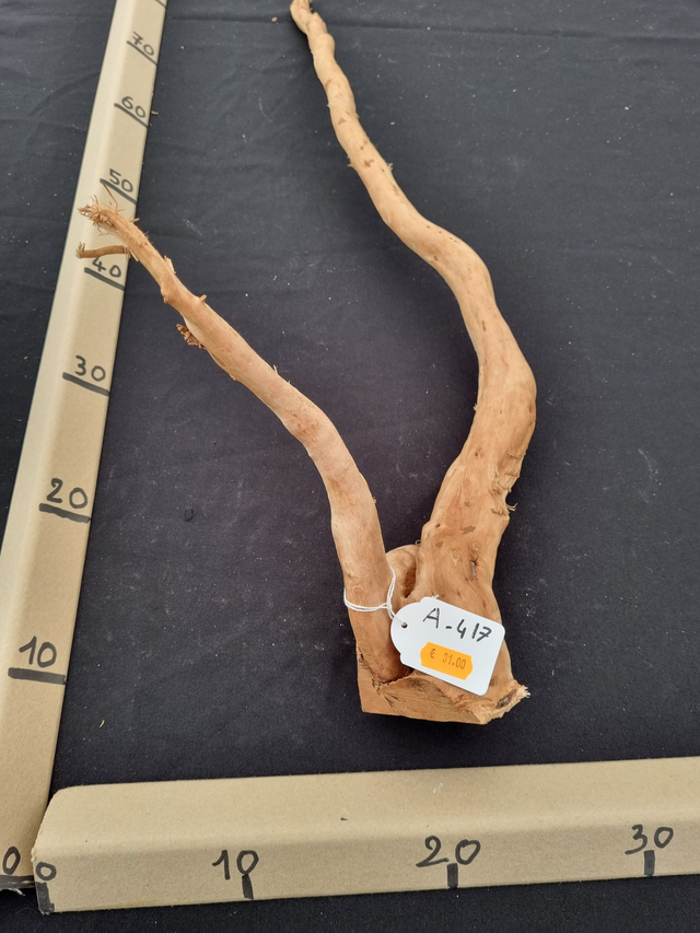 Racine araignée A-417