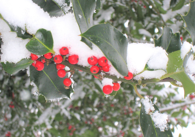 Photographic Open Edition Print, from my "Winter" collection, "Snow Rubies"