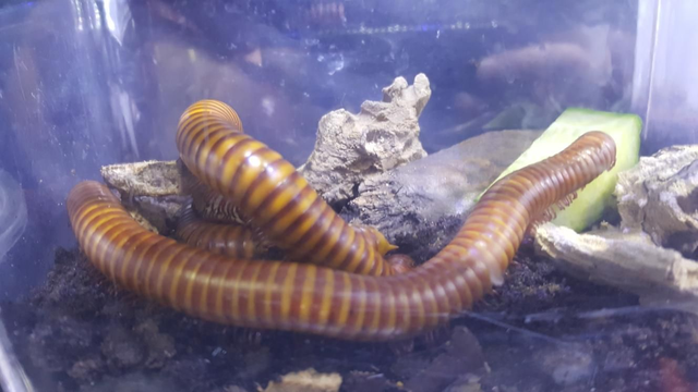 Tiger milipede large