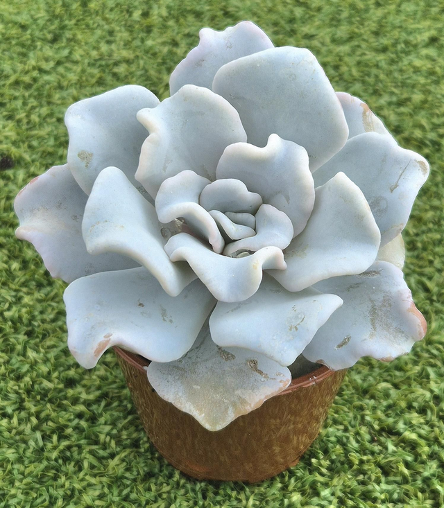 Echeveria 'Crispate Beauty'