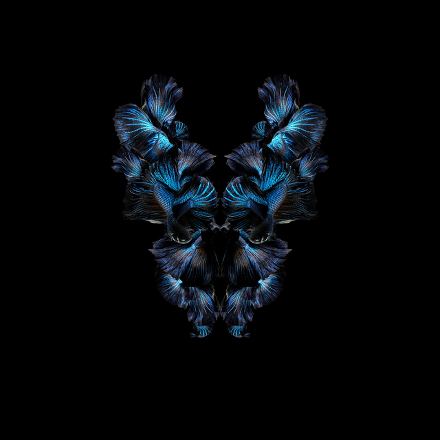 Imago Betta Bleu | Tirage 2/8