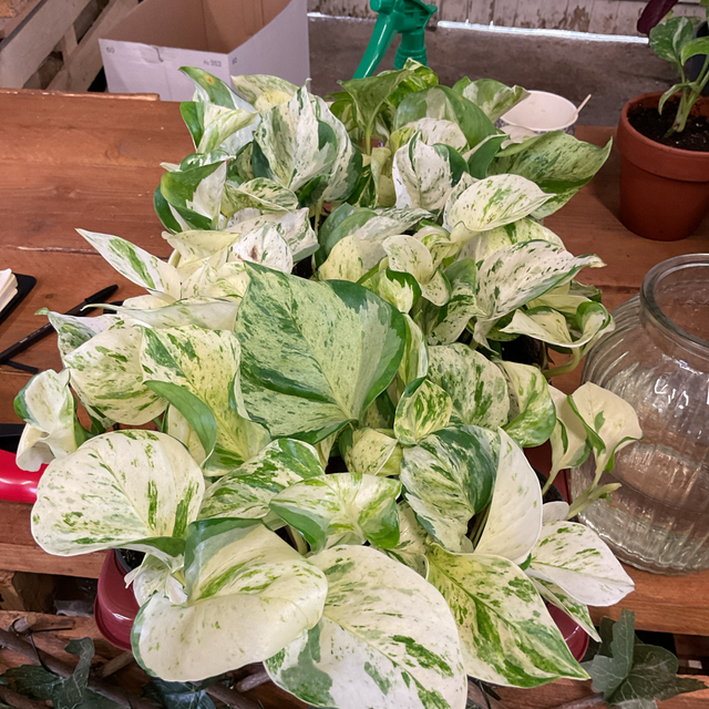 Epipremnum happy leaf 