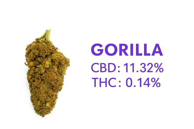 Gorilla