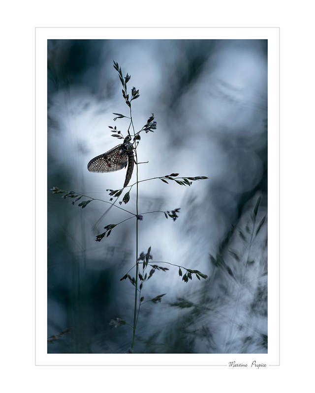 C204 - Ephémère en contre-jour