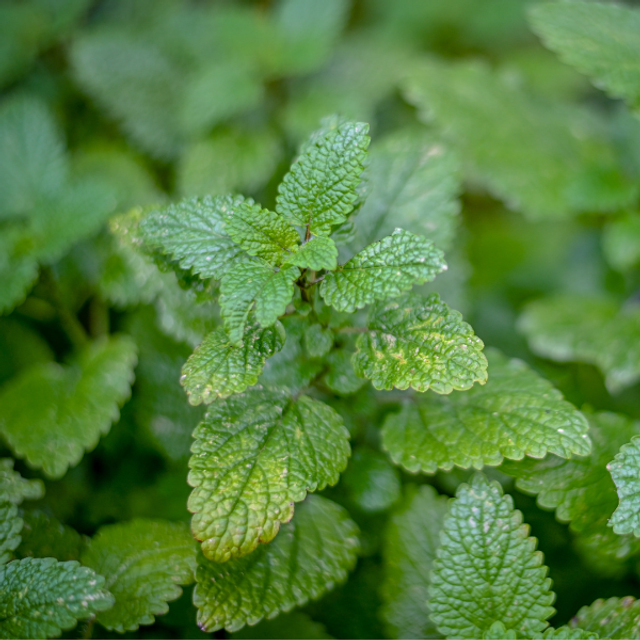 Brume Florale-Mélisse, Cassis et Menthe verte