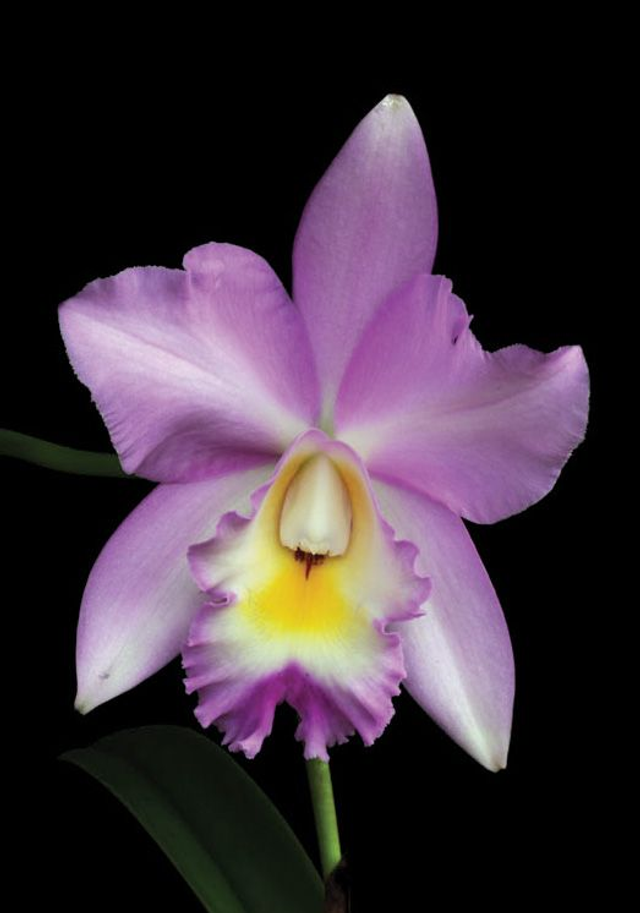 Angelic Canopy Essence