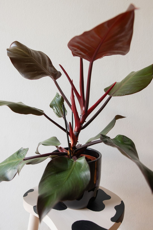 Philodendron Sunlight 🌿