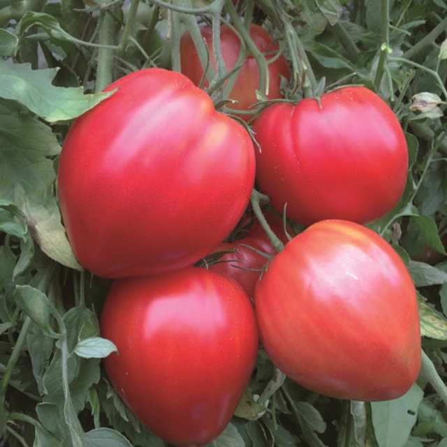 Tomate Coeur de boeuf rouge