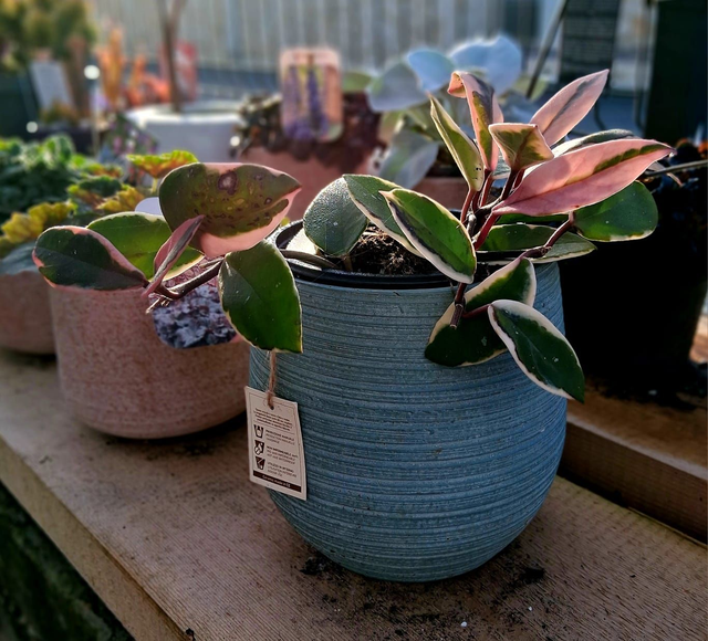 C99 . Hoya carnosa 'Tricolor Flamingo Dream' in "cachpot Londra 17"