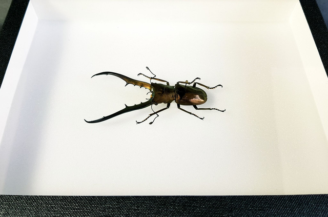 Cyclommatus metallifer finae