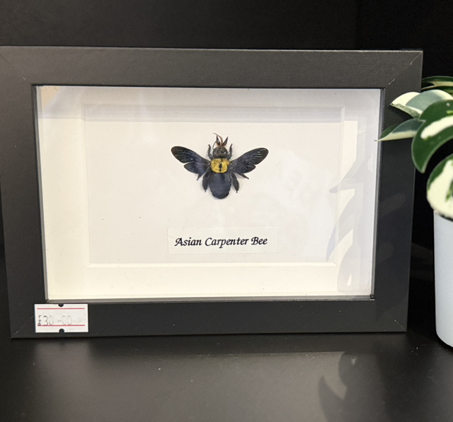 Asian Carpenter Bee